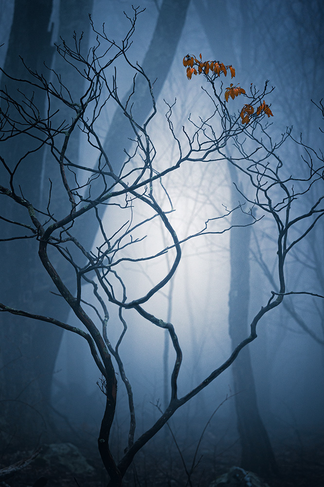 Some might think this photo was taken in the fall, but I actually captured it just a week ago. These leaves made it through the harsh winter on a windy mountain ridge—almost like a quiet inspiration for all of us.