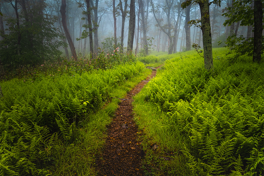 Just about 100 feet of a 2,000-mile Appalachian trail. Roughly 1,000 miles stretch north from here, and a similar distance heads south. For the average thru-hiker, completing the entire journey takes about six months.<br/>After traveling the past 12+ months mostly in desert and badlands regions, one thing has become clear, while the East Coast might not offer many jaw-dropping vistas, it has something else — the luxury of lush, green landscapes for about nine months of the year. It’s a joy you often take for granted until you’ve spent time in places scorched by the sun.