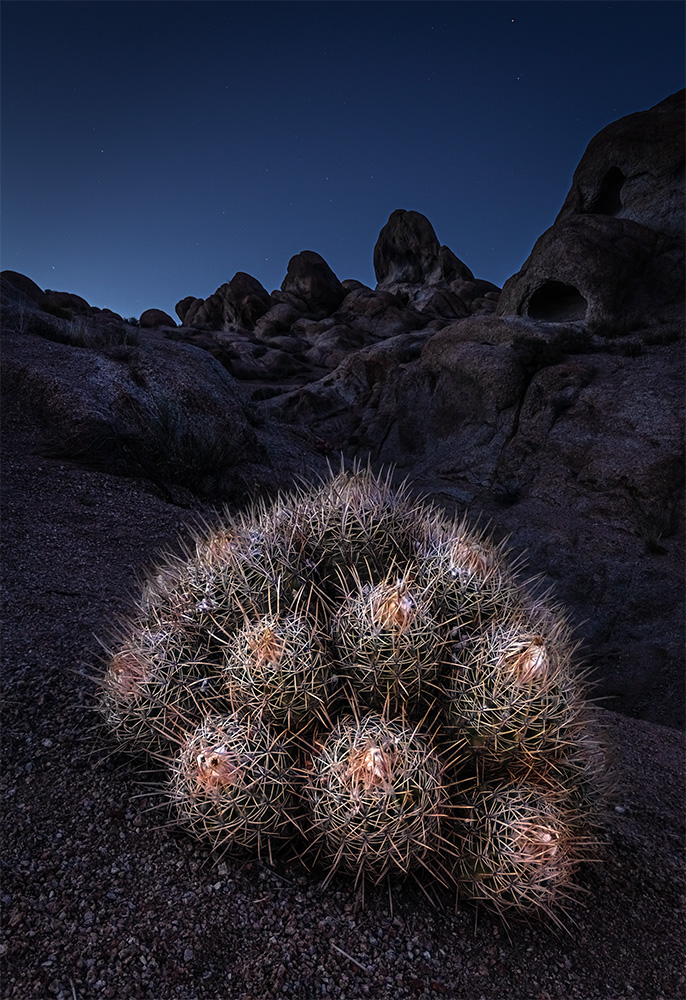 I met this model during a twilight stroll at Alabama Hills, near the mighty Sierra Nevada. It was an accident, really, but the moment I laid eyes on her, I almost immediately fell in love. Some might say she’s prickly—possibly... But let’s be honest, you can afford a difficult personality when you're as beautiful as she was.<br/>We didn’t exchange many words, but she graciously agreed to pose for me. I made sure to keep my distance, respecting her space as if I were tiptoeing around a delicate masterpiece. There was an undeniable magic in the air that evening, and I’ll always remember our brief, starry romance beneath the California sky. Sadly, it lasted just 30 minutes, but those moments are etched in my memory forever.