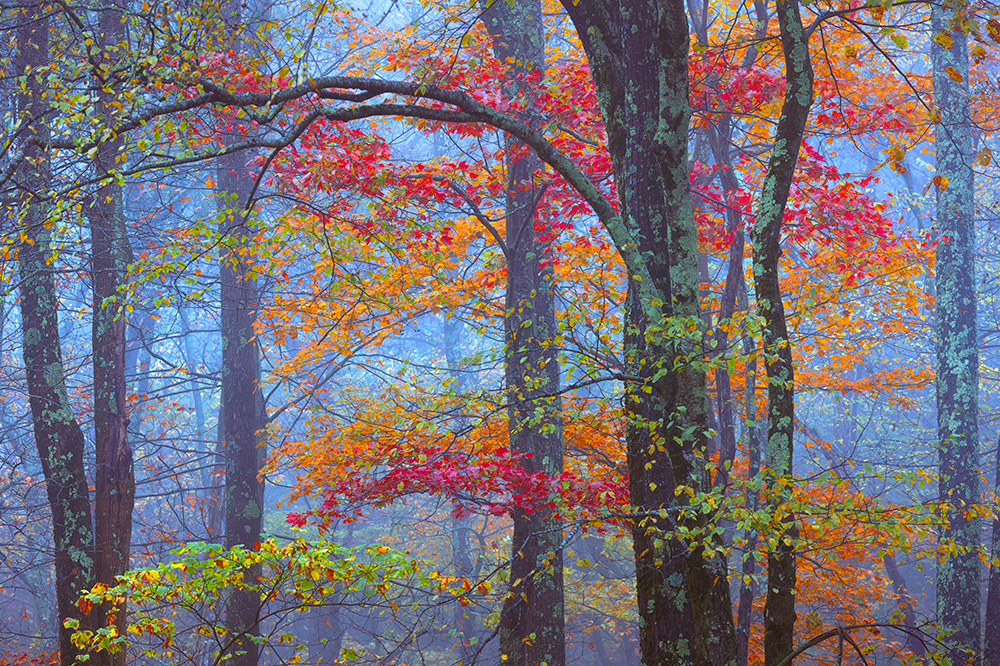 When God grew tired of precision — of tracing, line by line, the sharp silhouettes of mountains; of mixing endless blues to capture the restless moods of the sea; of flicking his brush to scatter white sparks across the black stillness of night — he paused, the weight of creation heavy in his hands.<br/>Frustration stirred. With a sudden, human kind of impatience, he hurled his palette at the canvas. The colors burst and spilled, tumbling into chaos — gold bleeding into crimson, green dissolving into amber, the hues colliding in wild, careless beauty.<br/>God stepped back, stunned by what he saw. The accidental masterpiece shimmered before him — vibrant, fleeting, alive.<br/>He smiled, half in wonder, half in irony, and called it Fall.