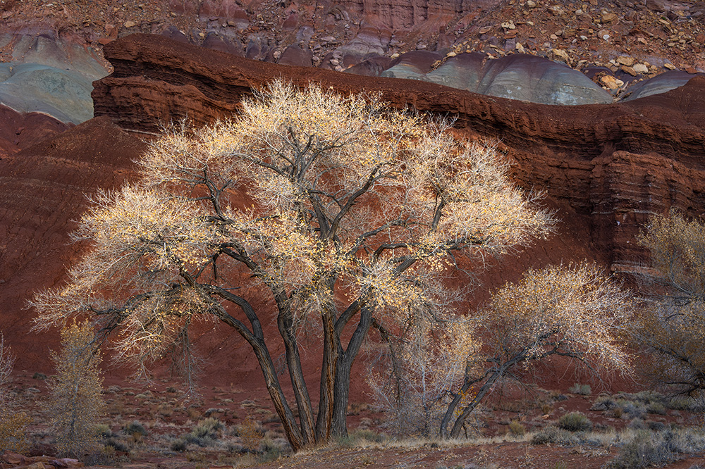 I literally fell in love with the grace and beauty of this tree at the visitor center in Capitol Reef NP. It’s simply perfect—don’t you think?